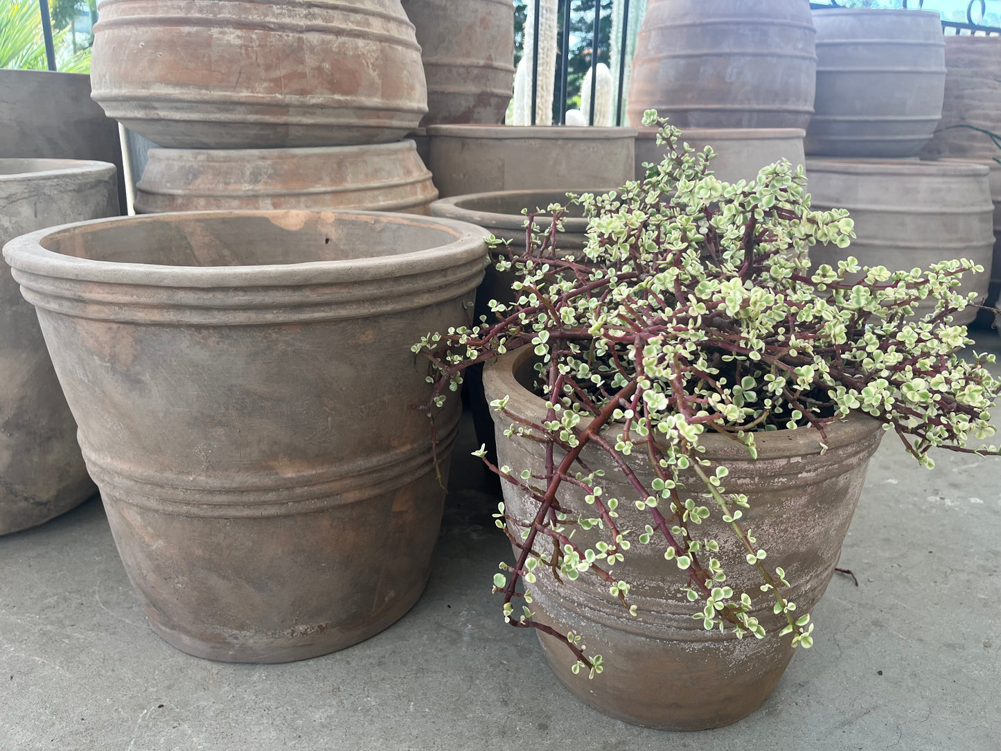 ASTRA PLANTERS